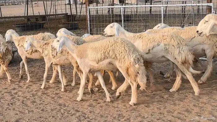 رخال حريات حرش صنف فاخر ضان مقاني صغار سن مراح 23