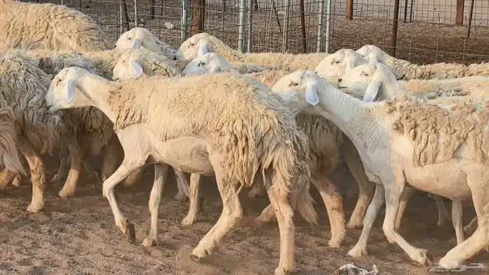 رخال حريات حرش صنف فاخر ضان مقاني صغار سن مراح 5