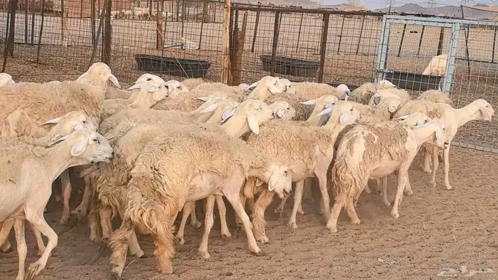 رخال حريات حرش صنف فاخر ضان مقاني صغار سن مراح 32