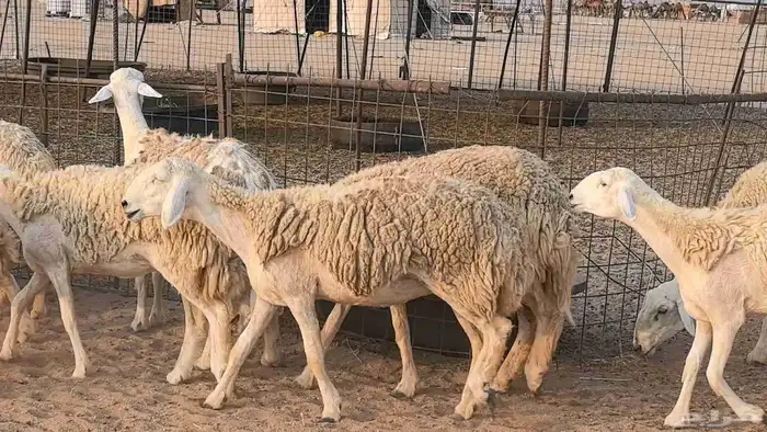 رخال حريات حرش صنف فاخر ضان مقاني صغار سن مراح 26