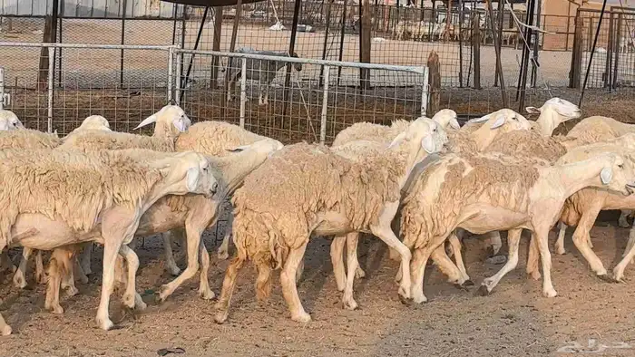 رخال حريات حرش صنف فاخر ضان مقاني صغار سن مراح 17