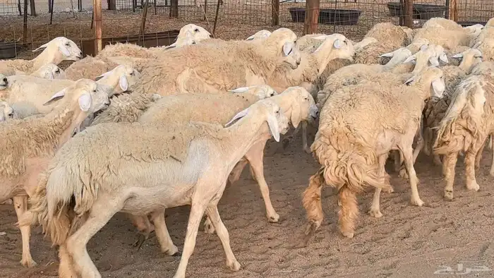 رخال حريات حرش صنف فاخر ضان مقاني صغار سن مراح 33