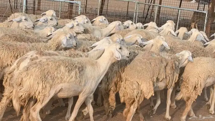 رخال حريات حرش صنف فاخر ضان مقاني صغار سن مراح 14