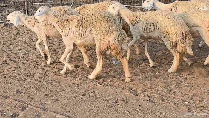 رخال حريات حرش صنف فاخر ضان مقاني صغار سن مراح 24