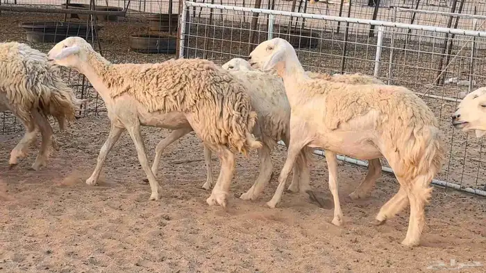 رخال حريات حرش صنف فاخر ضان مقاني صغار سن مراح 39