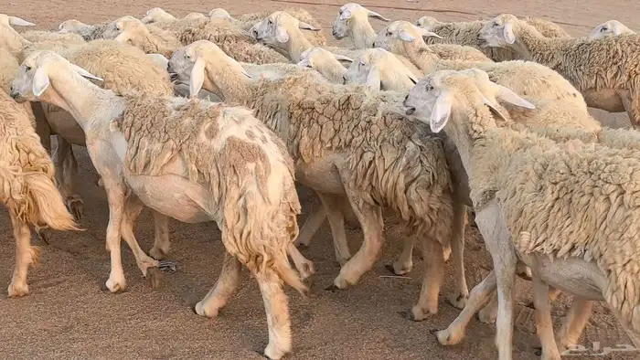 رخال حريات حرش صنف فاخر ضان مقاني صغار سن مراح 47