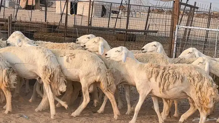 رخال حريات حرش صنف فاخر ضان مقاني صغار سن مراح 28