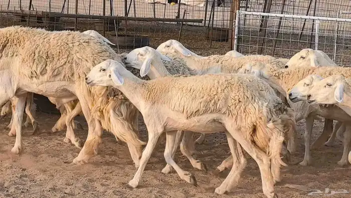 رخال حريات حرش صنف فاخر ضان مقاني صغار سن مراح 29