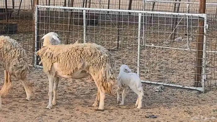 رخال حريات حرش صنف فاخر ضان مقاني صغار سن مراح 15