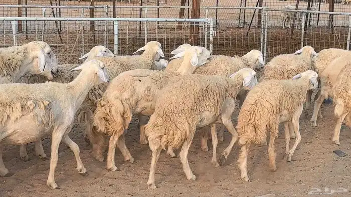 رخال حريات حرش صنف فاخر ضان مقاني صغار سن مراح 45