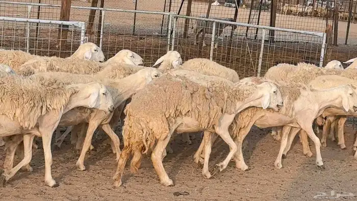 رخال حريات حرش صنف فاخر ضان مقاني صغار سن مراح 18