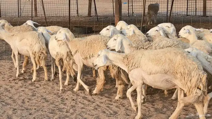 رخال حريات حرش صنف فاخر ضان مقاني صغار سن مراح 13