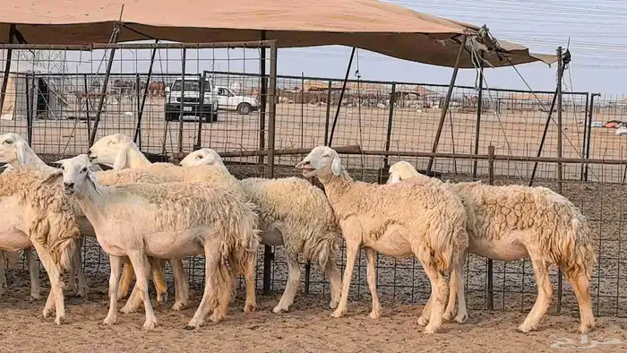 رخال حريات حرش صنف فاخر ضان مقاني صغار سن مراح 41