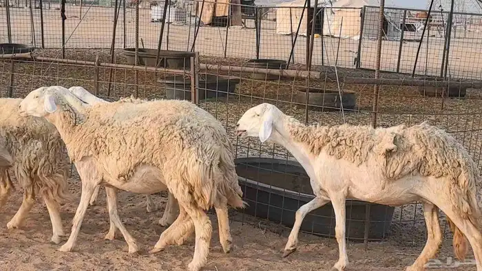 رخال حريات حرش صنف فاخر ضان مقاني صغار سن مراح 25