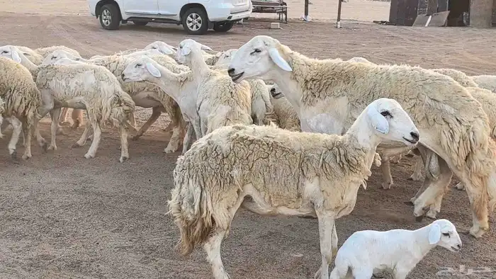 رخال حريات حرش صنف فاخر ضان مقاني صغار سن مراح 40