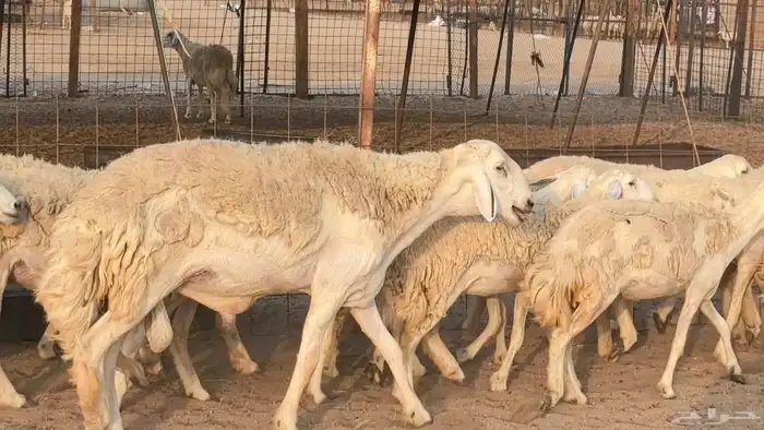 رخال حريات حرش صنف فاخر ضان مقاني صغار سن مراح 6