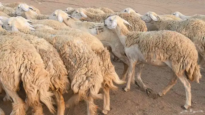 رخال حريات حرش صنف فاخر ضان مقاني صغار سن مراح 48