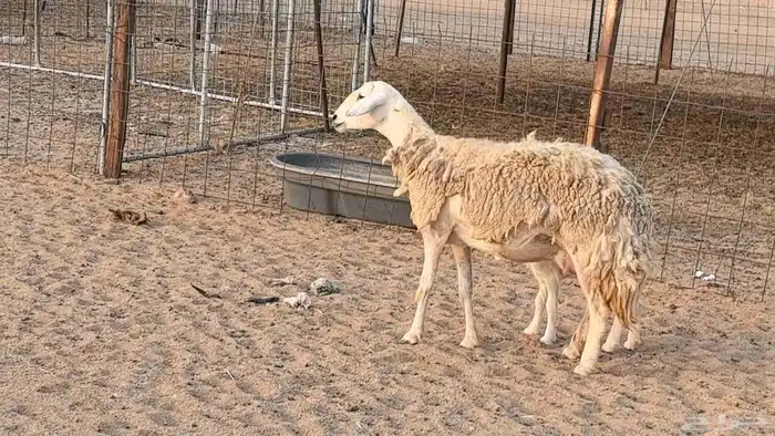 رخال حريات حرش صنف فاخر ضان مقاني صغار سن مراح 34