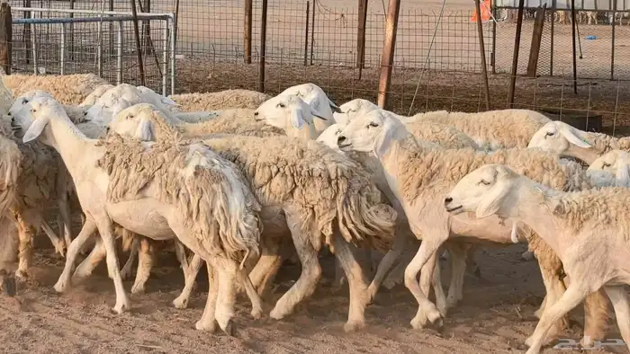 رخال حريات حرش صنف فاخر ضان مقاني صغار سن مراح 3