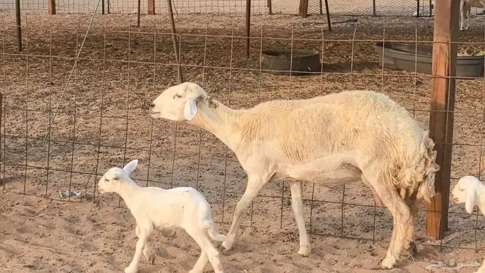 رخال حريات حرش صنف فاخر ضان مقاني صغار سن مراح 8