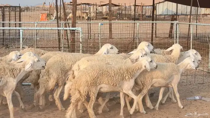 رخال حريات حرش صنف فاخر ضان مقاني صغار سن مراح 11