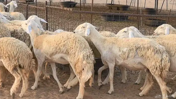 رخال حريات حرش صنف فاخر ضان مقاني صغار سن مراح 36