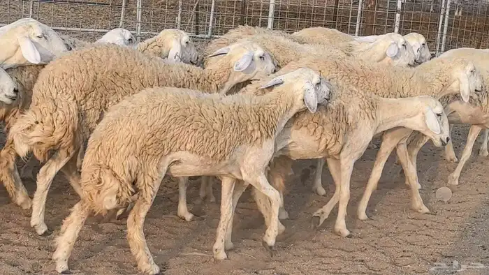 رخال حريات حرش صنف فاخر ضان مقاني صغار سن مراح 19