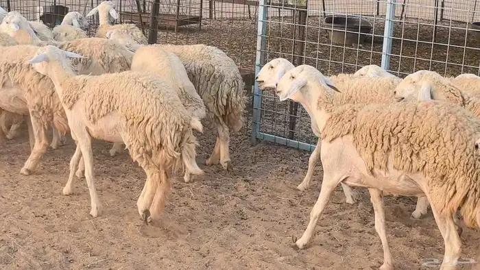 رخال حريات حرش صنف فاخر ضان مقاني صغار سن مراح 37