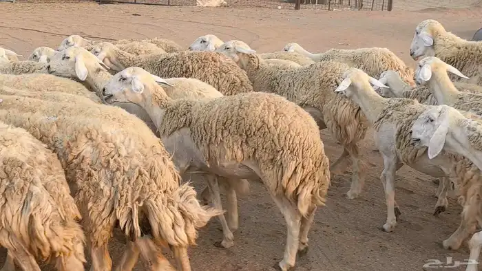 رخال حريات حرش صنف فاخر ضان مقاني صغار سن مراح 46