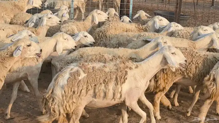 رخال حريات حرش صنف فاخر ضان مقاني صغار سن مراح 7