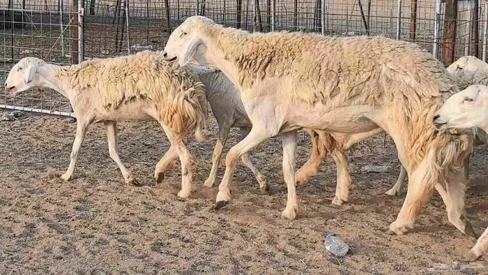 رخال حريات حرش صنف فاخر ضان مقاني صغار سن مراح 30