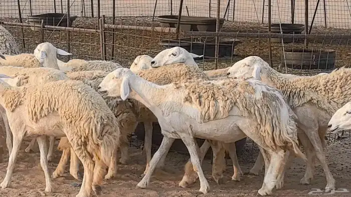 رخال حريات حرش صنف فاخر ضان مقاني صغار سن مراح 16