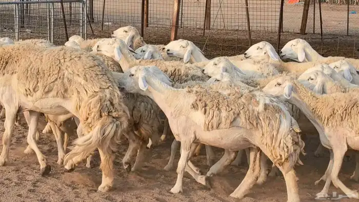 رخال حريات حرش صنف فاخر ضان مقاني صغار سن مراح 12