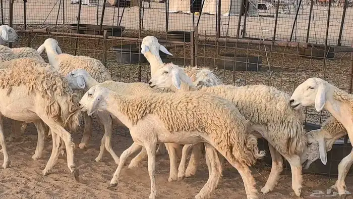 رخال حريات حرش صنف فاخر ضان مقاني صغار سن مراح 27