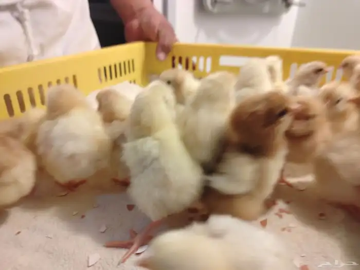 فقاسه 528 بيضة دجاج 1