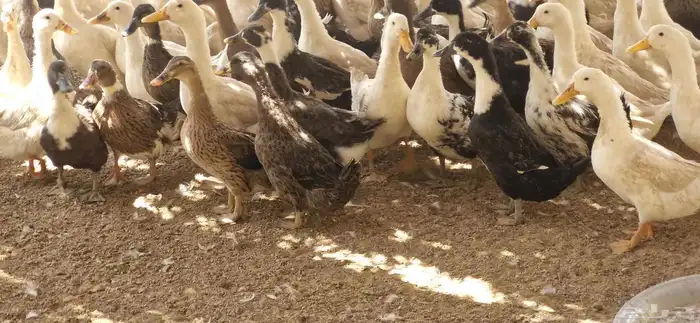 بط شرشري بياض 4