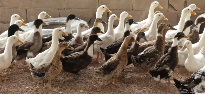 بط شرشري بياض 3