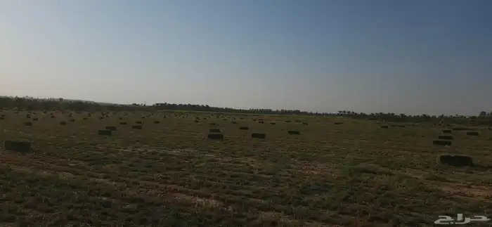 بلو بنك عود ناعم وشد طيب . 0