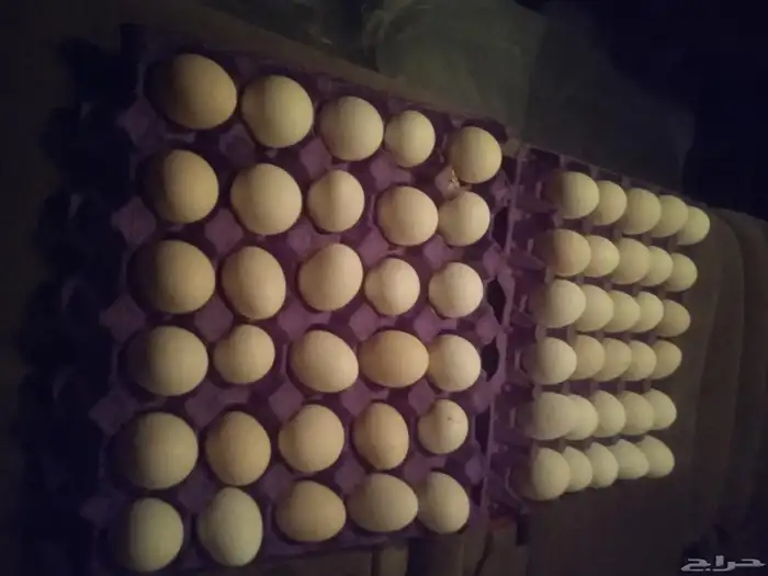 يوجد بيض دجاج بلدي الطبق 28 ريال 1