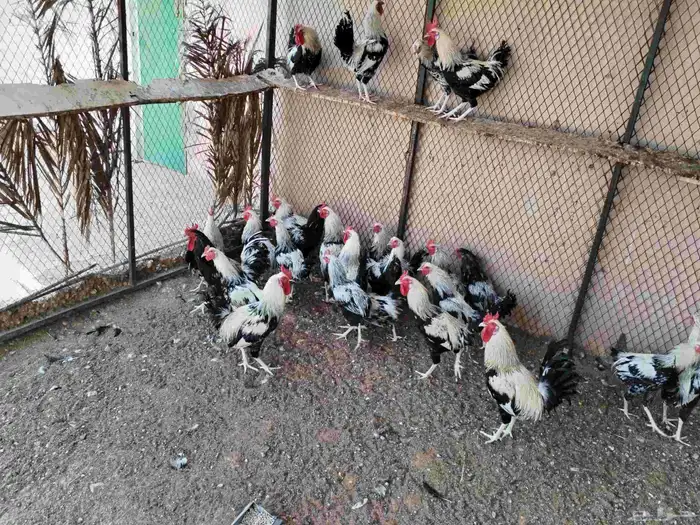 دجاج وديوك دندراوي 7