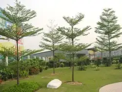 يوجد لديناء شجر الترمناليا وأشجار الزيتون وشجر الظل والأشجار 6