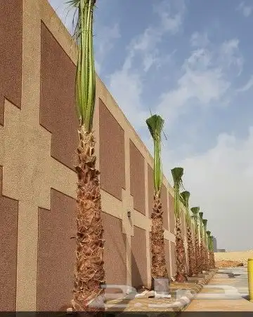 نخيل واشنطن زينه 9