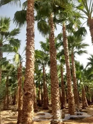 نخل واشنطن أمريكي واشجار 0