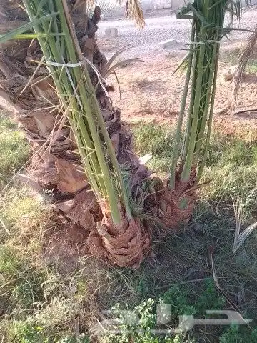 توريد وزرعة النخيل والثيل 1