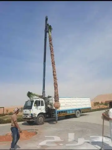 نخل واشنطن أمريكي واشجار 3