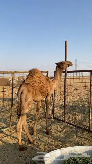قعود طيب بالحيل 2