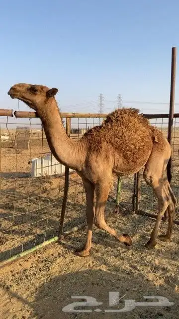 قعود طيب بالحيل 0