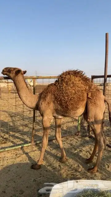 قعود طيب بالحيل 1