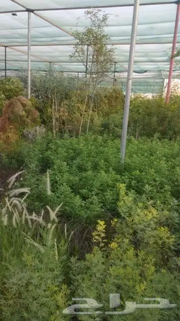 يوجد لديناء شجر الترمناليا وأشجار الزيتون وشجر الظل والأشجار 1