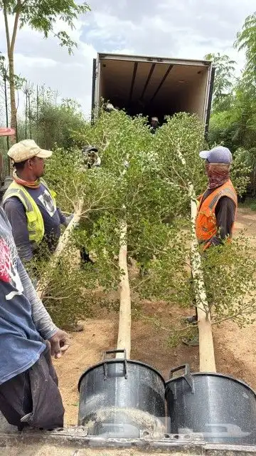 يوجد لديناء شجر الترمناليا وأشجار الزيتون وشجر الظل والأشجار 2